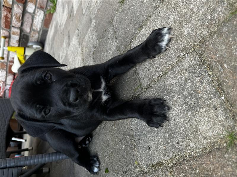 Cane Corso / Schäferhundmix