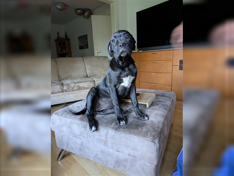 Reinrassige Cane Corso Welpen