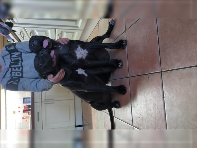 Reinrassige Cane Corso Welpen