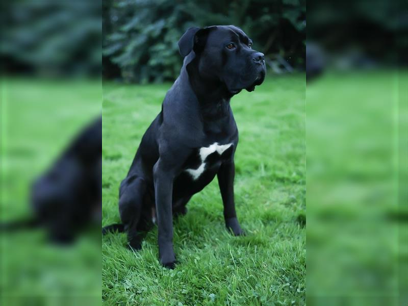 Reinrassige Cane Corso Welpen