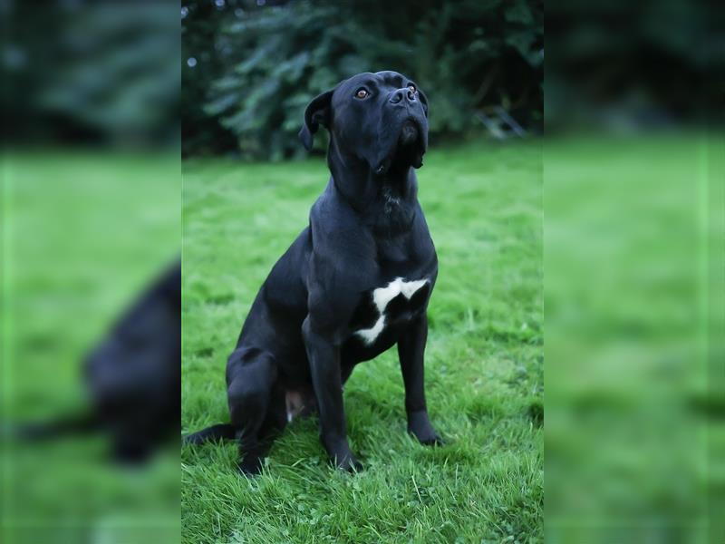 Reinrassige Cane Corso Welpen