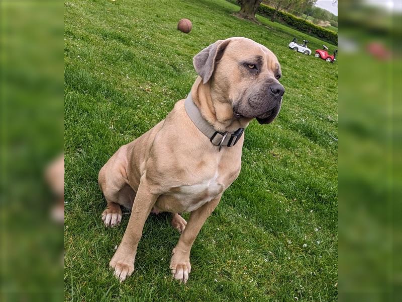 Reinrassige Cane Corso Welpen