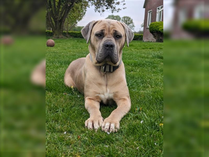 Reinrassige Cane Corso Welpen