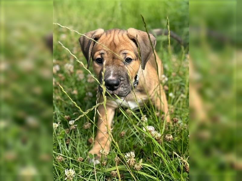 Cane Corso - Mix Welpen