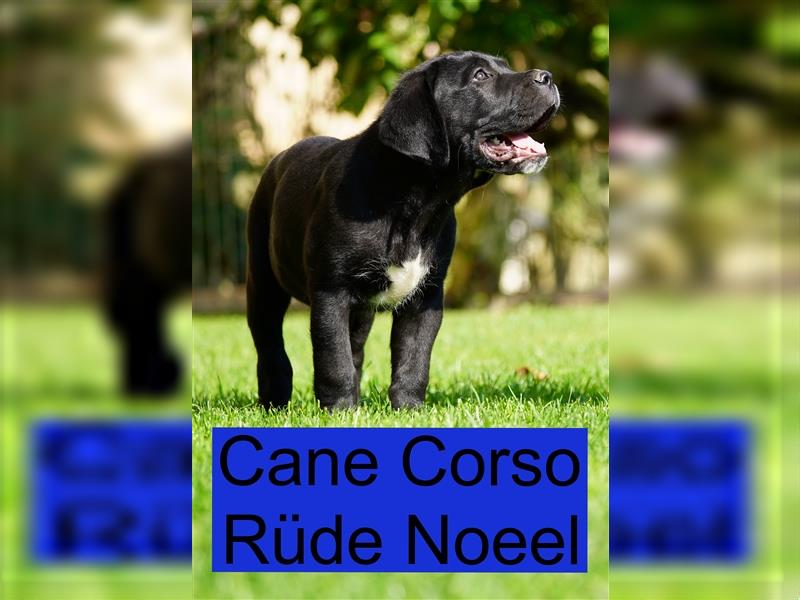 Cane Corso Welpen der S-Klasse!!