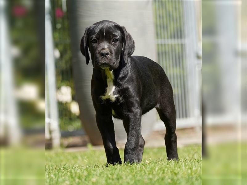 Cane Corso Welpen der S-Klasse!!