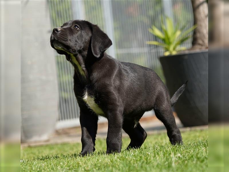 Cane Corso Welpen der S-Klasse!!