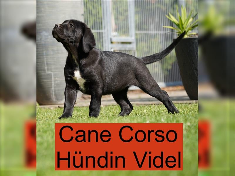 Cane Corso Welpen der S-Klasse!!