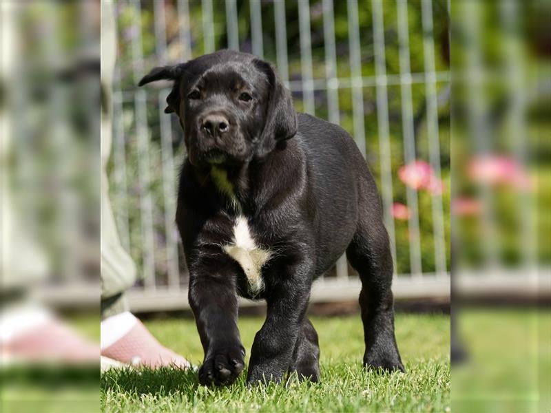 Cane Corso Welpen der S-Klasse!!