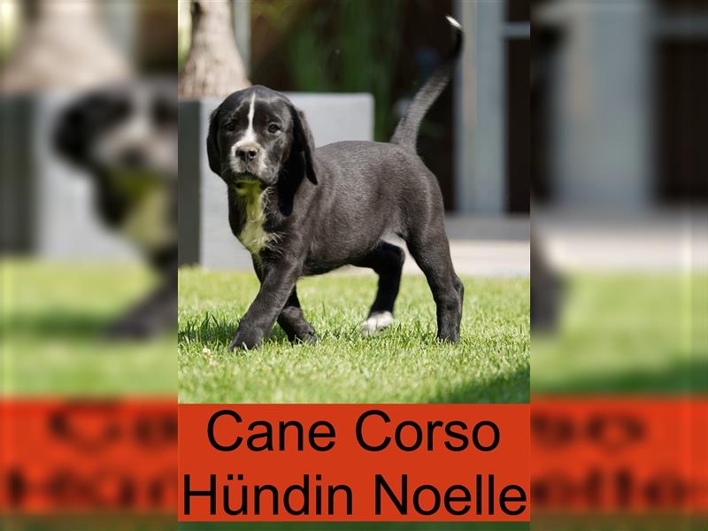 Cane Corso Welpen der S-Klasse!!