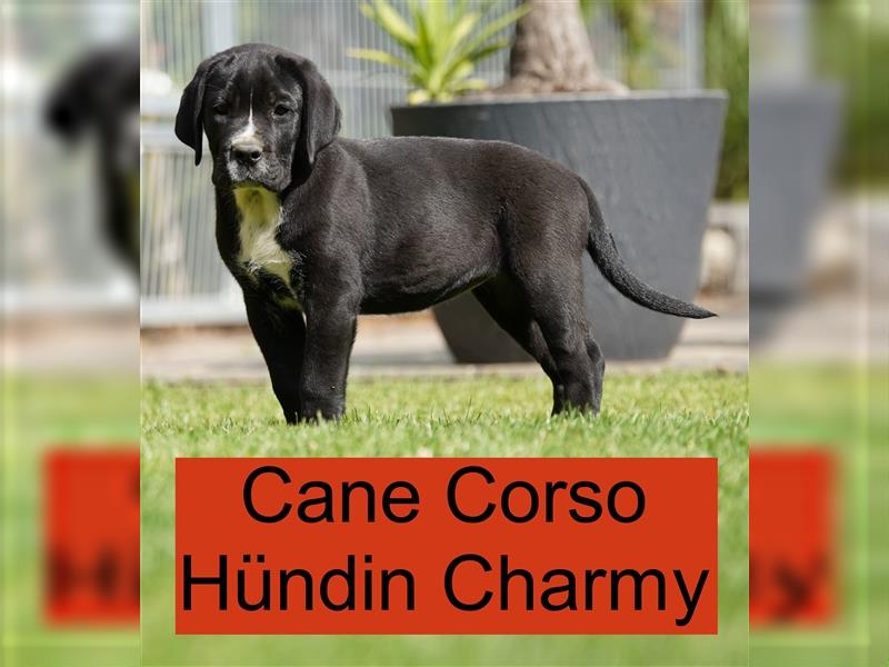 Cane Corso Welpen der S-Klasse!!