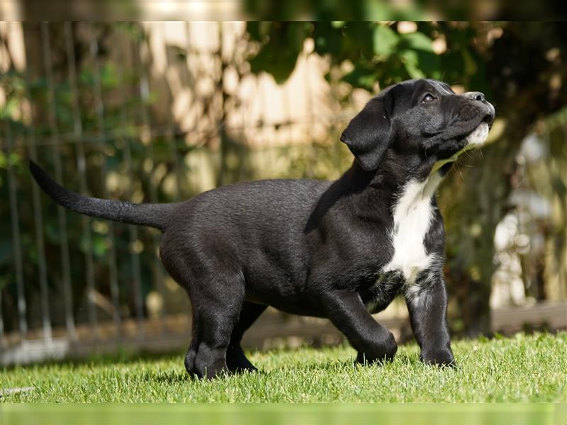 Cane Corso Welpen der S-Klasse!!