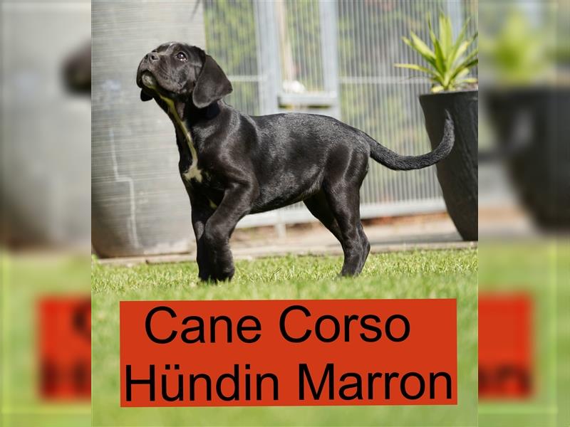 Cane Corso Welpen der S-Klasse!!