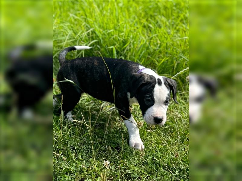 Cane Corso - Mix Welpen