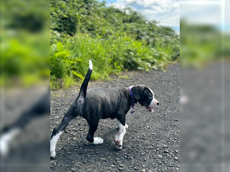 Cane Corso - Mix Welpen