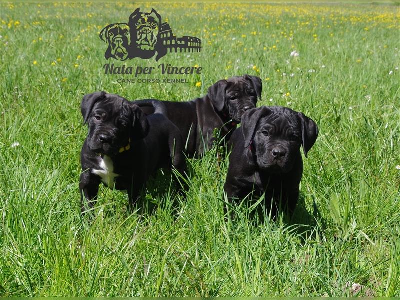 Echte reinrassige Cane Corso Italiano Welpen