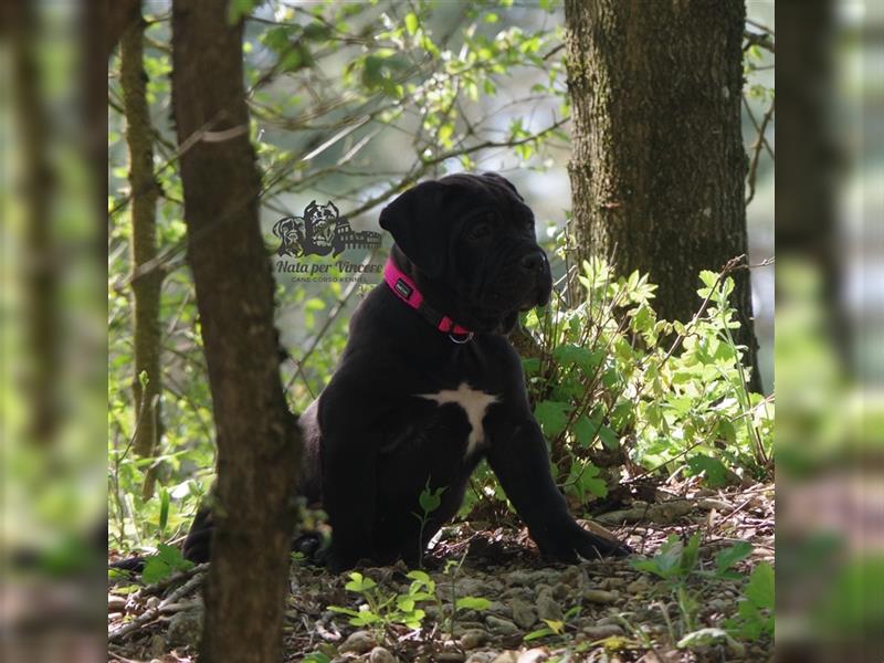 Echte reinrassige Cane Corso Italiano Welpen