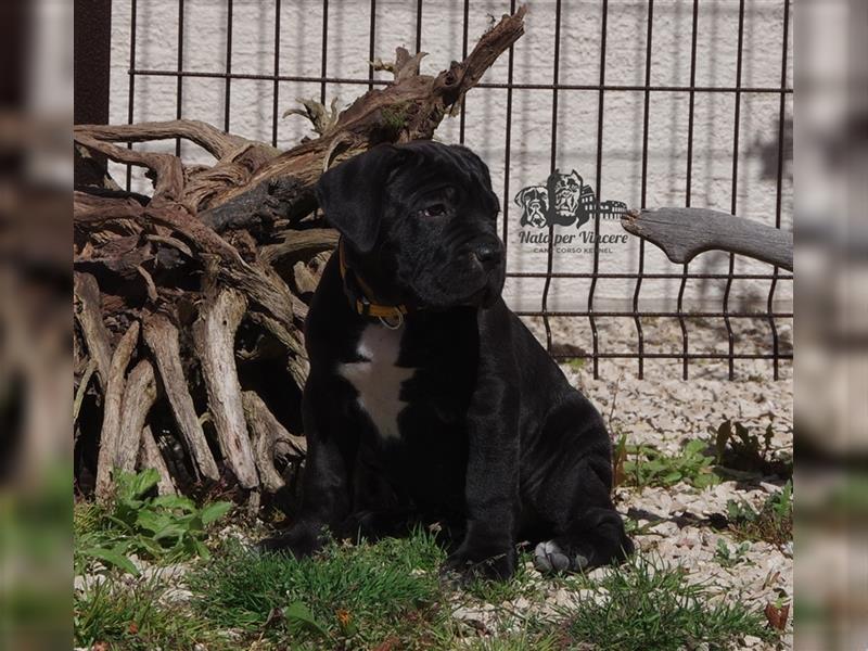 Echte reinrassige Cane Corso Italiano Welpen