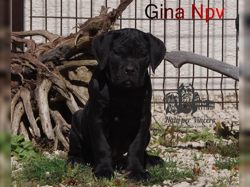 Echte reinrassige Cane Corso Italiano Welpen