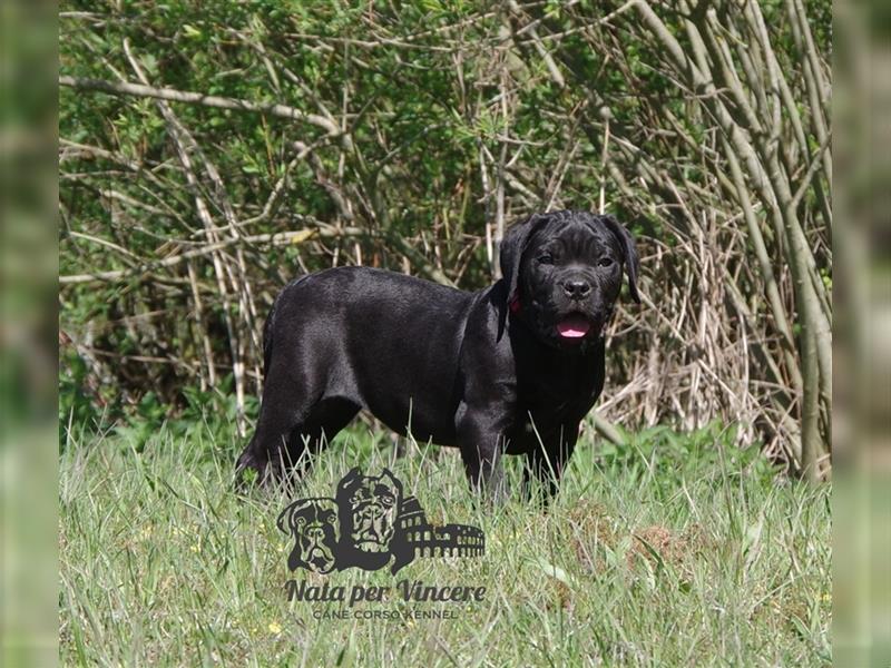 Echte reinrassige Cane Corso Italiano Welpen