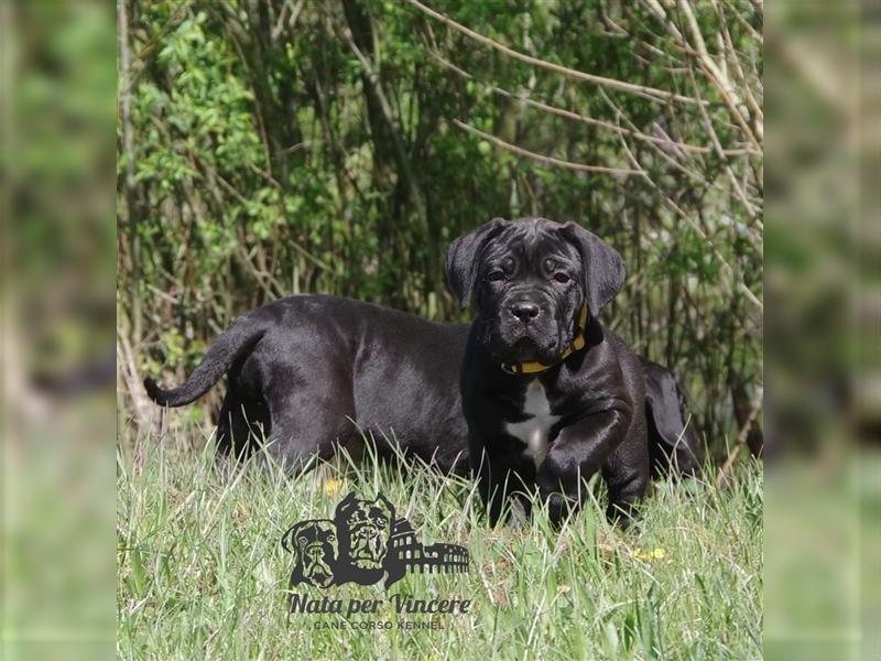 Echte reinrassige Cane Corso Italiano Welpen