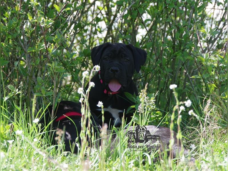 Echte reinrassige Cane Corso Italiano Welpen