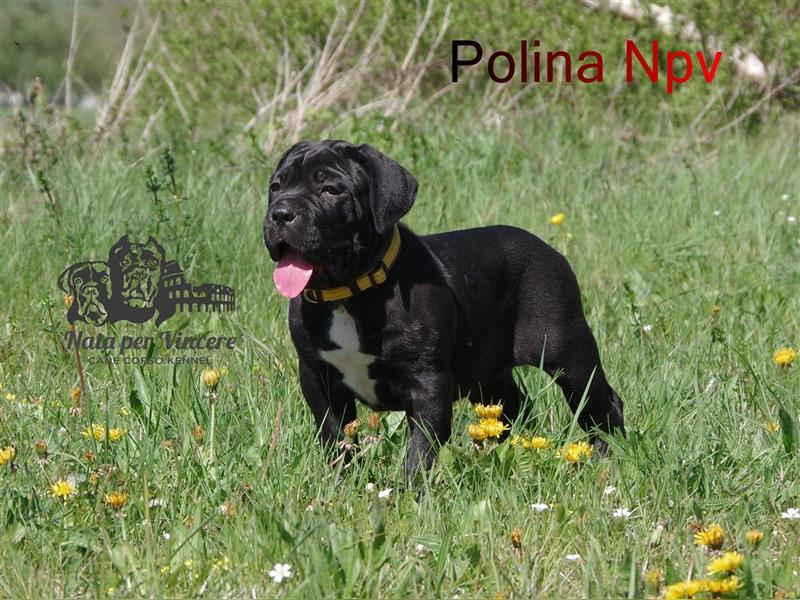 Echte reinrassige Cane Corso Italiano Welpen