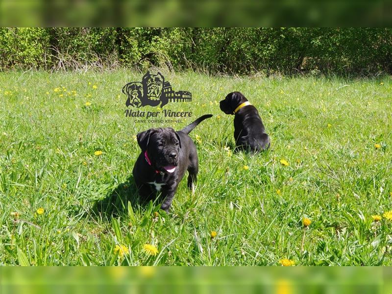 Echte reinrassige Cane Corso Italiano Welpen