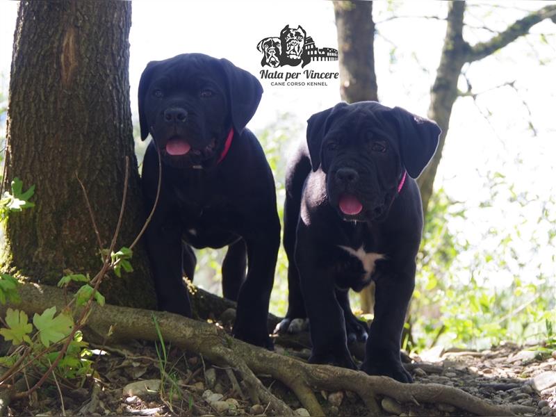 Echte reinrassige Cane Corso Italiano Welpen