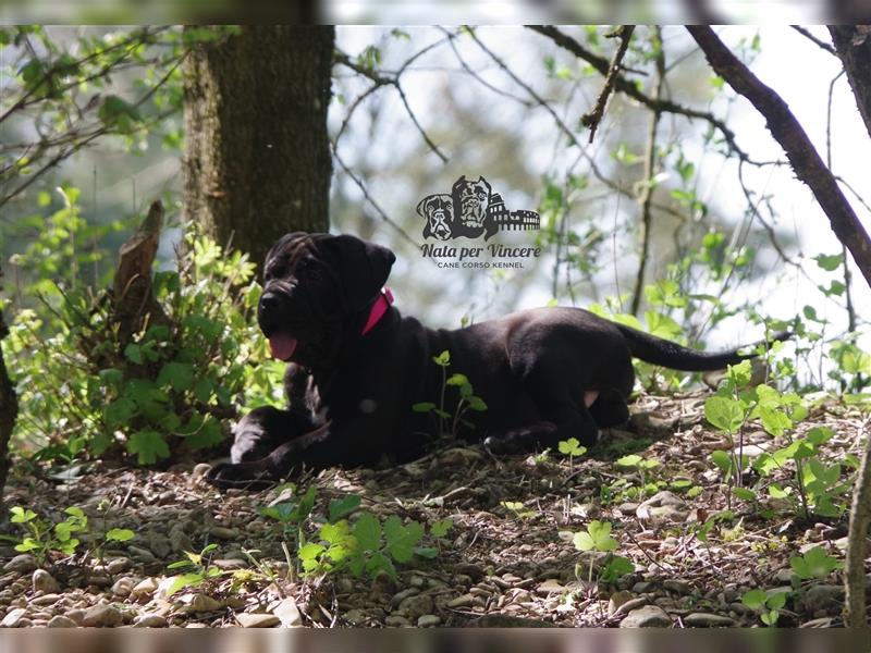 Echte reinrassige Cane Corso Italiano Welpen