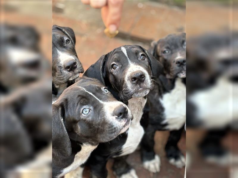 Cane Corso x American Bulldog Welpen