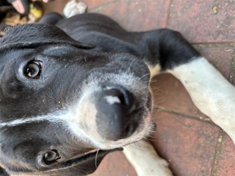 Cane Corso x American Bulldog Welpen