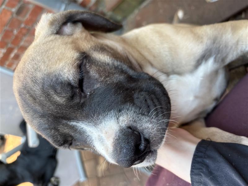 Cane Corso x American Bulldog Welpen