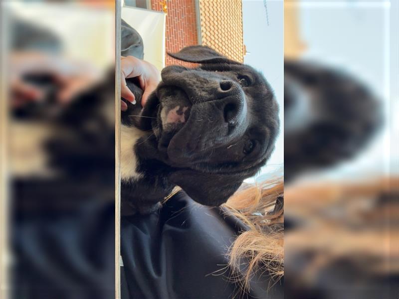 Cane Corso x American Bulldog Welpen