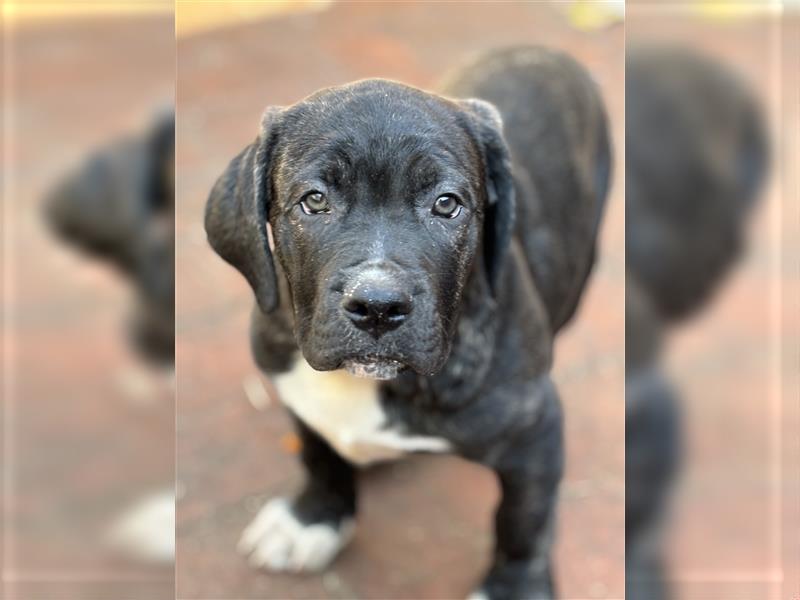 Cane Corso x American Bulldog Welpen