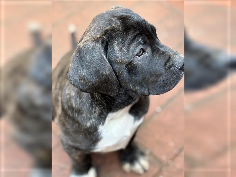 Cane Corso x American Bulldog Welpen