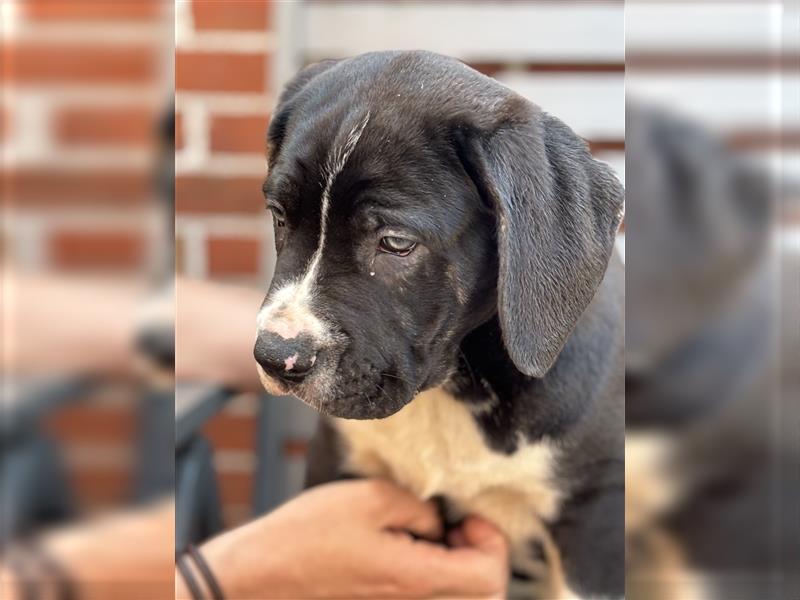 Cane Corso x American Bulldog Welpen