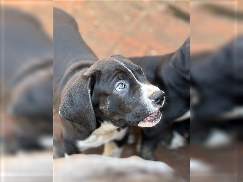 Cane Corso x American Bulldog Welpen