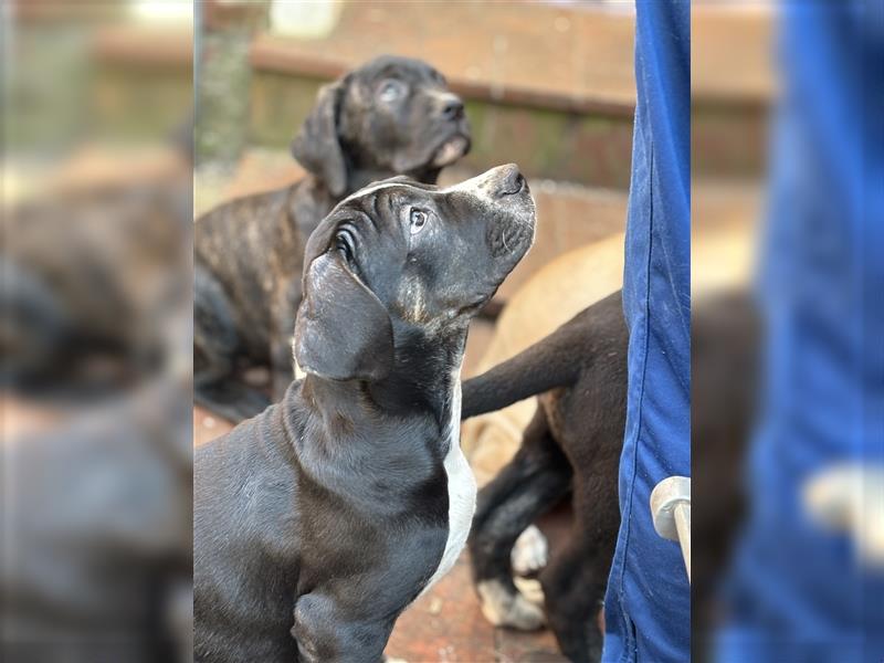 Cane Corso x American Bulldog Welpen