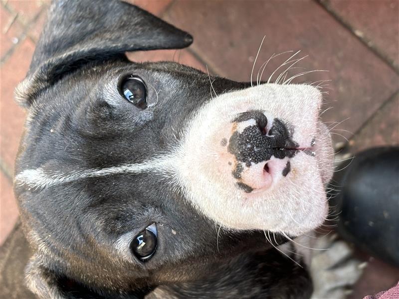 Cane Corso x American Bulldog Welpen