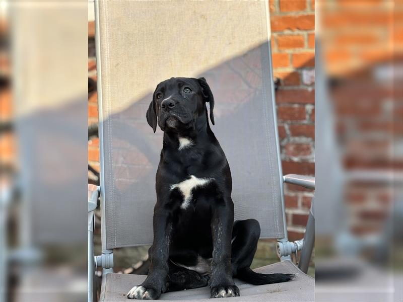 Cane Corso x American Bulldog Welpen