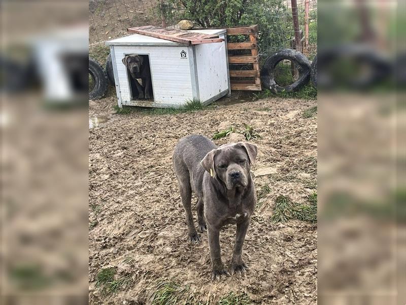 Schönheit Casta sucht ein passendes Zuhause