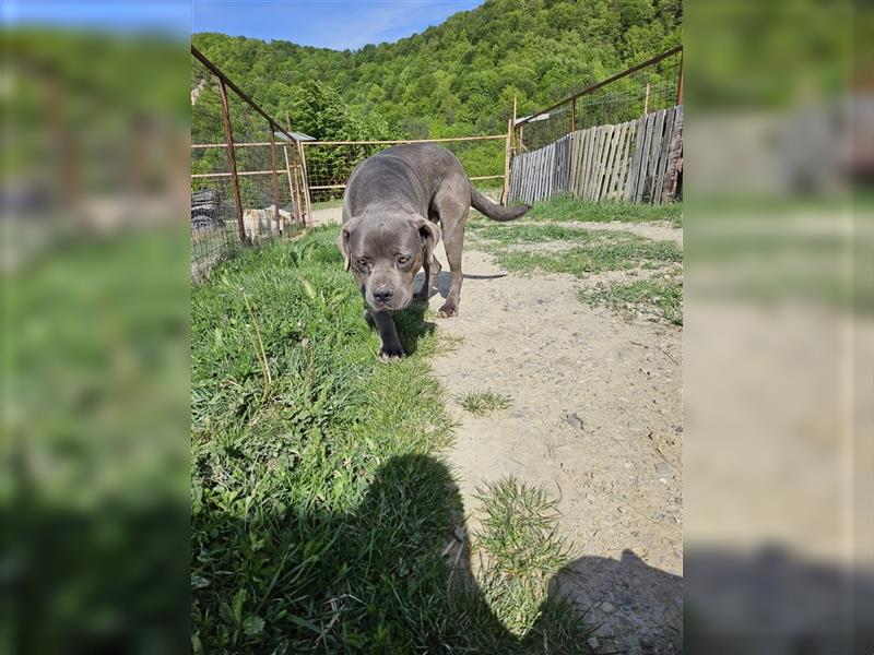 Schönheit Casta sucht ein passendes Zuhause