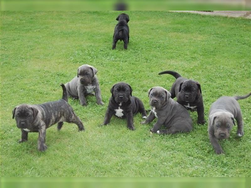 Cane Corso