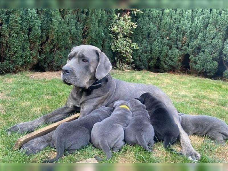 Cane Corso