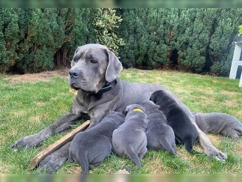 Cane Corso