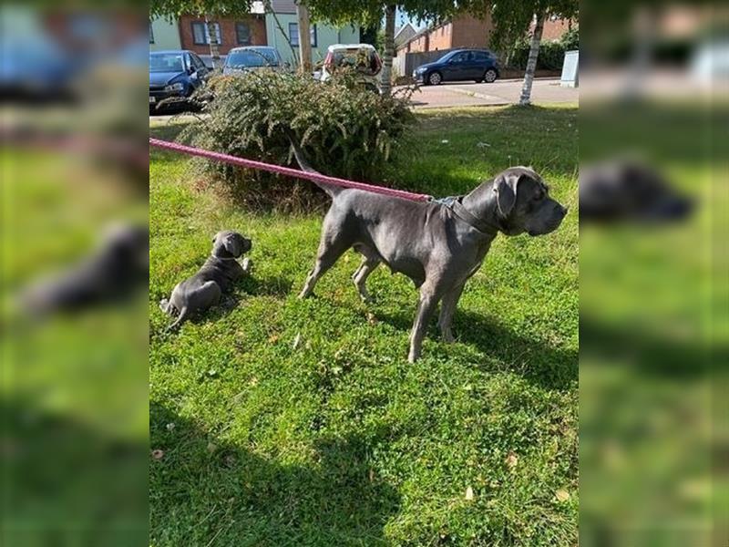 Cane Corso