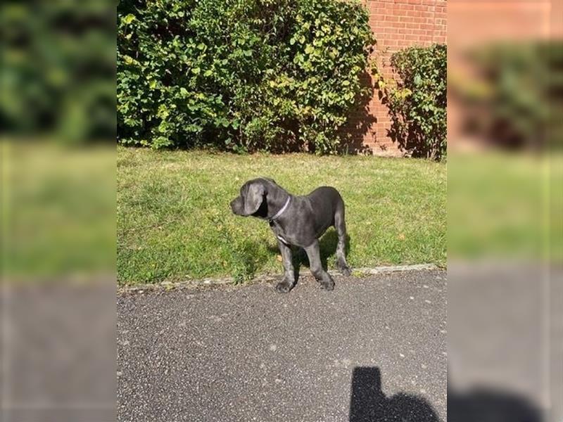 Cane Corso