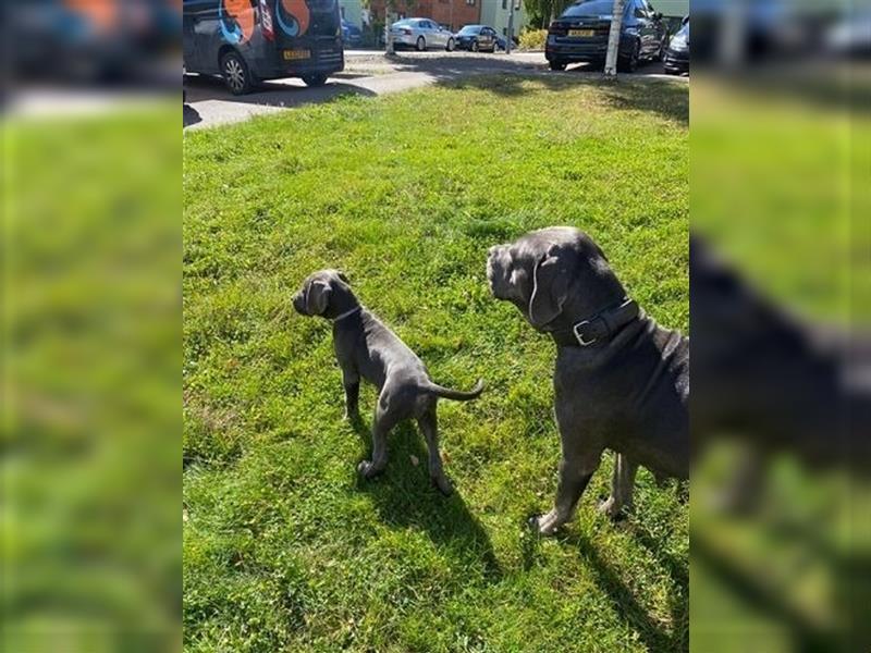 Cane Corso