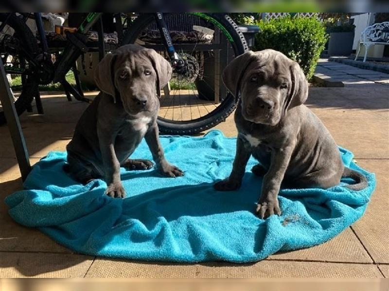 Cane Corso